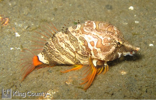 Photo of Rhamphocottus richardsoni
